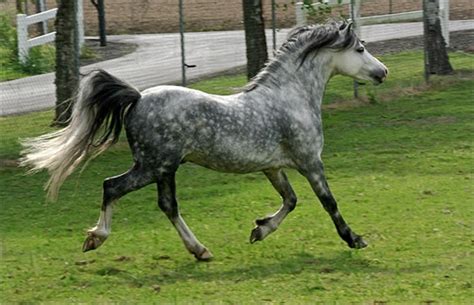 chanel merre welsh a pony|welsh mountain ponies neck.